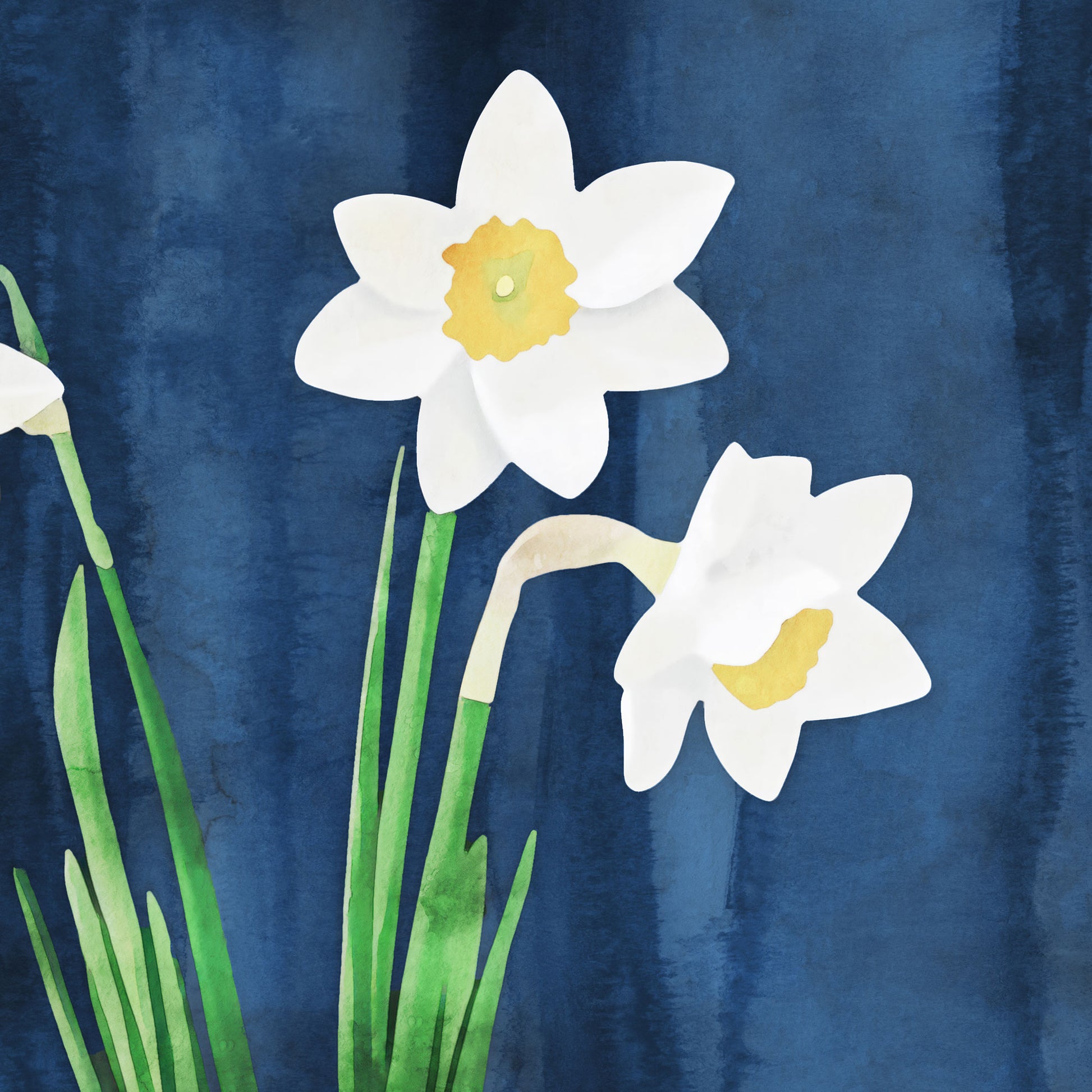 Watercolor-style artwork featuring a close-up of two white daffodils with bright yellow centers, accompanied by green stems and leaves, set against a rich blue textured background.