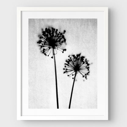 Black and White Dandelion