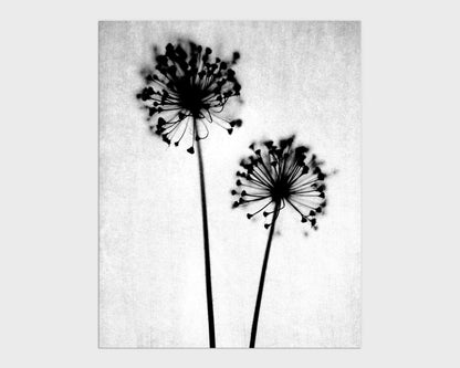 Black and White Dandelion Print