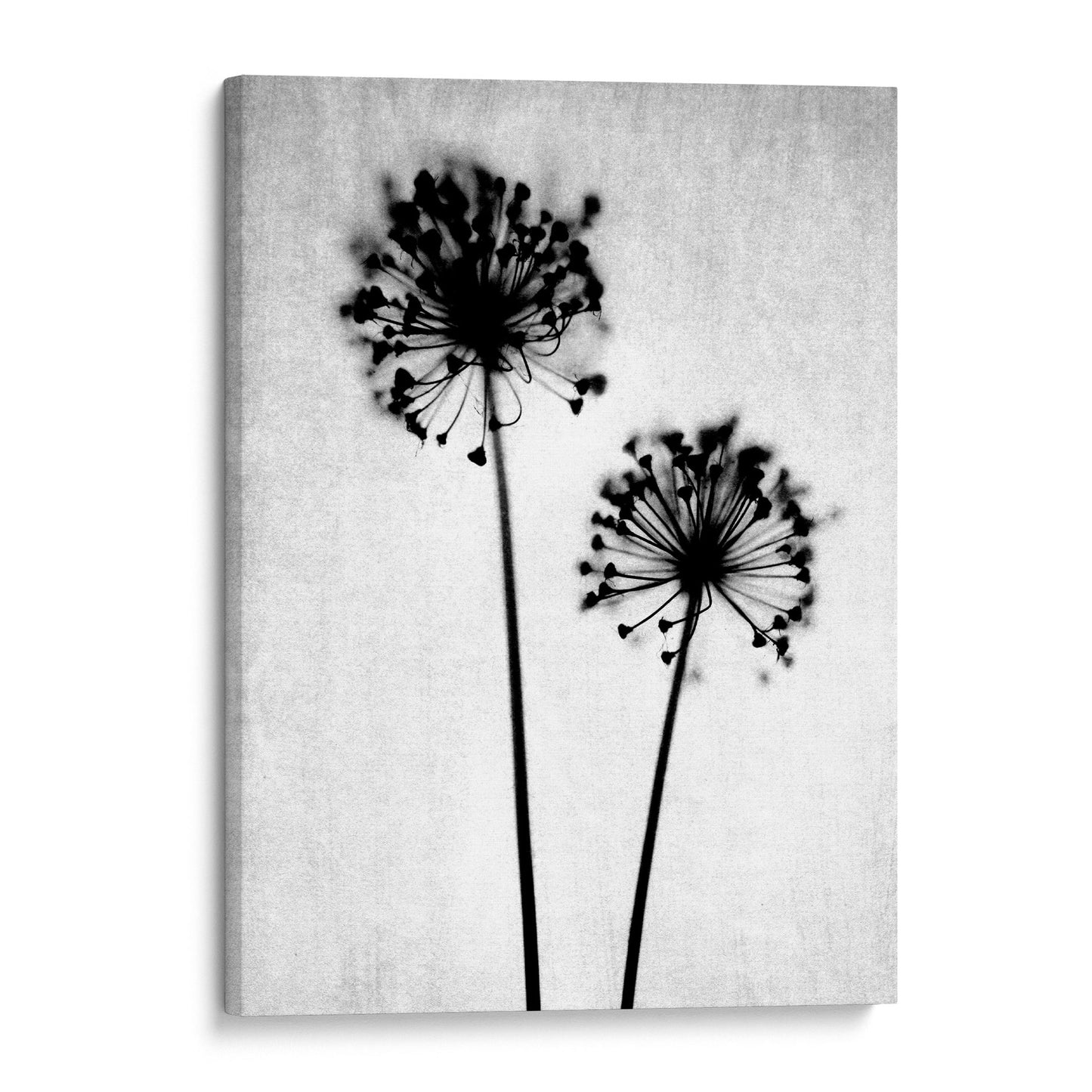 Black and White Dandelion Silhouette Photography Print