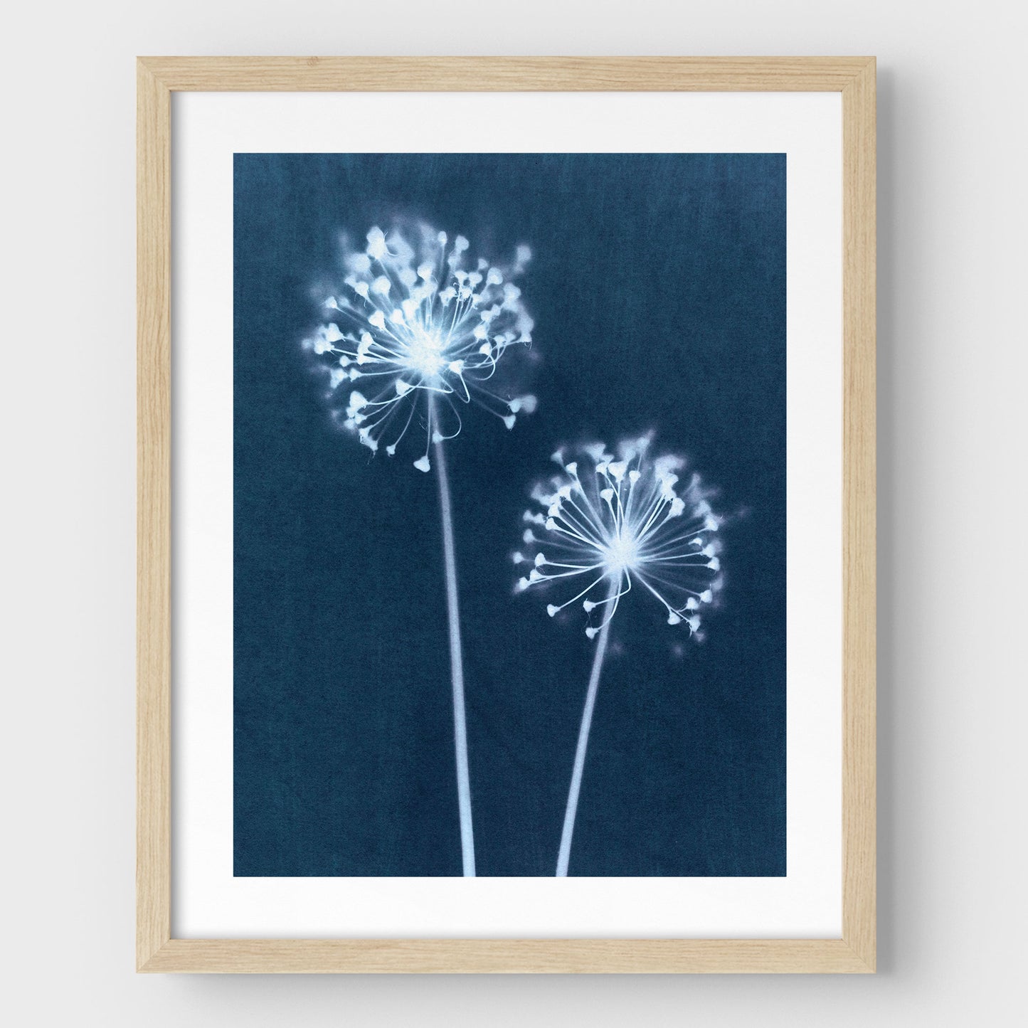 Indigo Dandelion