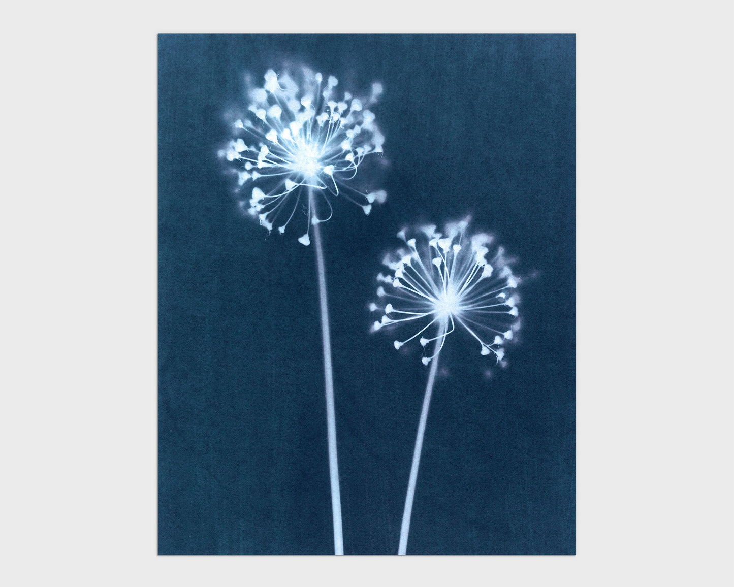 Indigo Dandelion Print