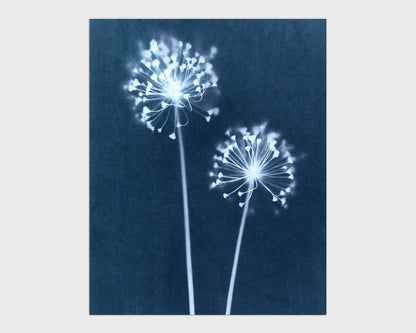 Indigo Dandelion Print