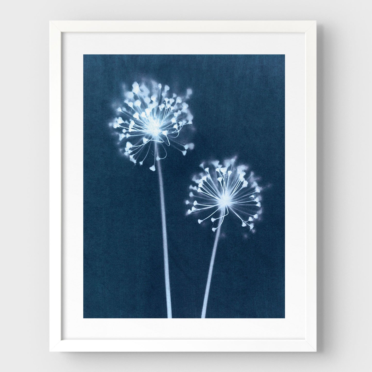 Indigo Dandelion