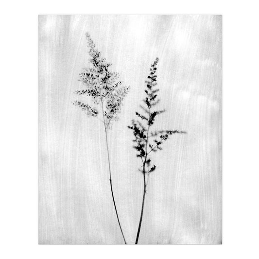 Minimalist Wildflower Silhouette Black and White Photography Print