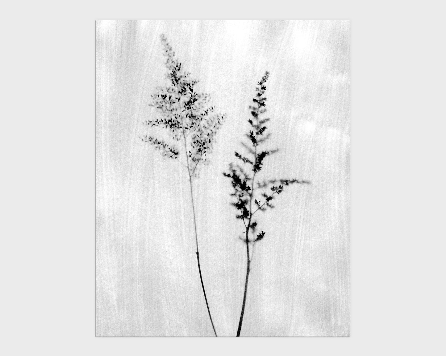 Black and White Wildflower Print