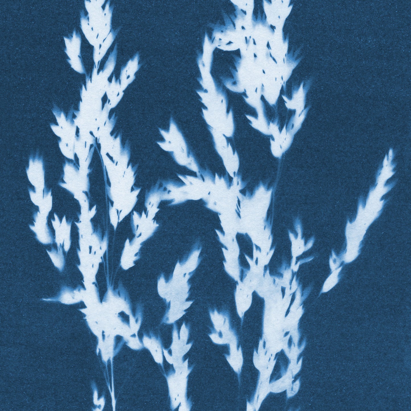 Wild Grasses Cyanotype Print