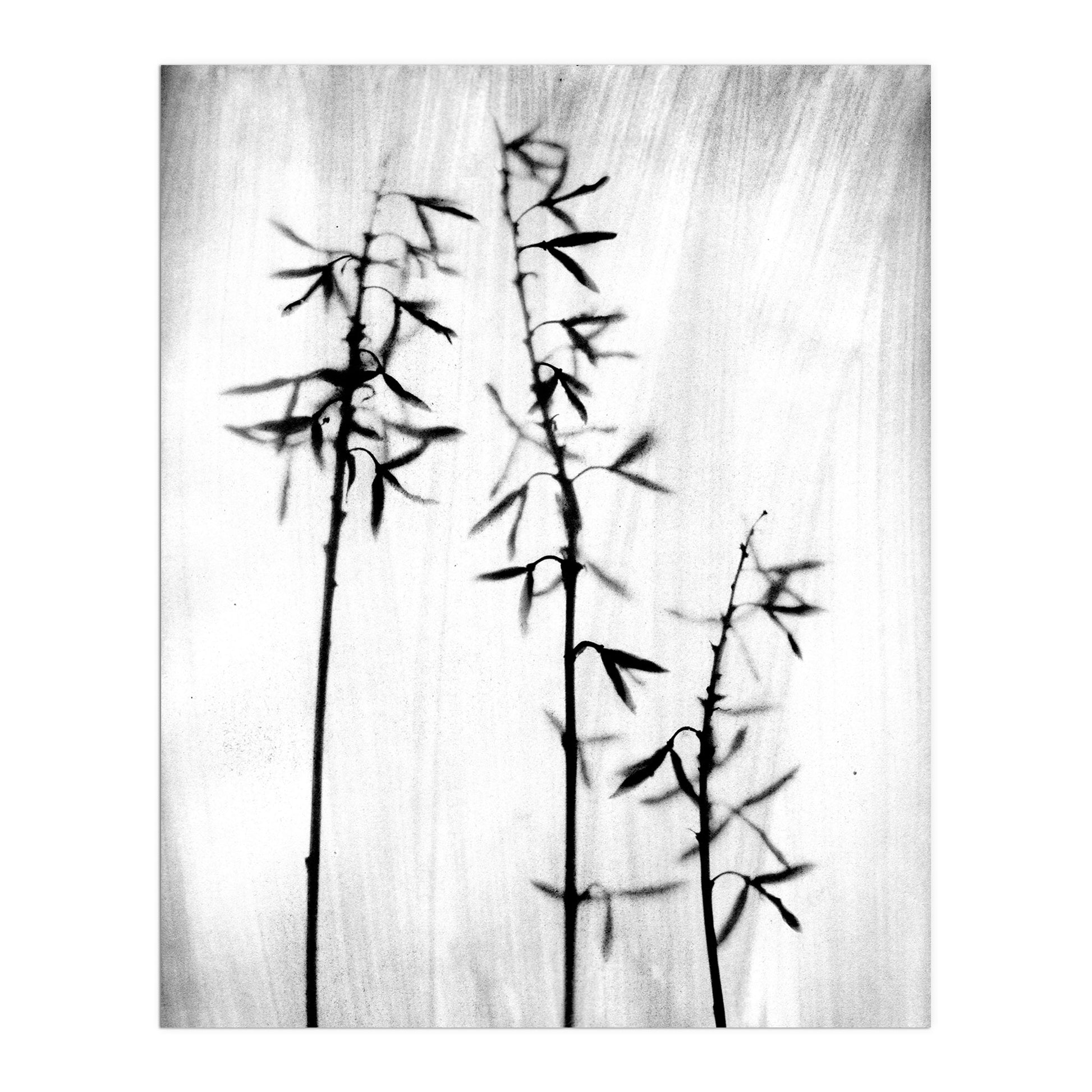 Black and White Bamboo Silhouette Photography Print