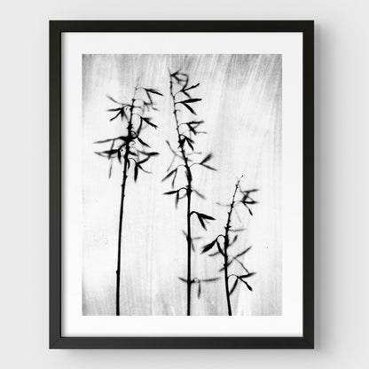 Black and White Bamboo