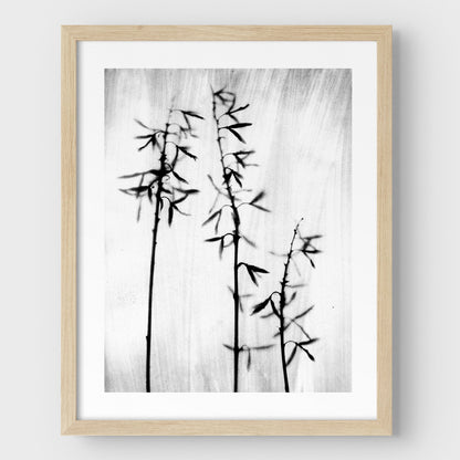 Black and White Bamboo