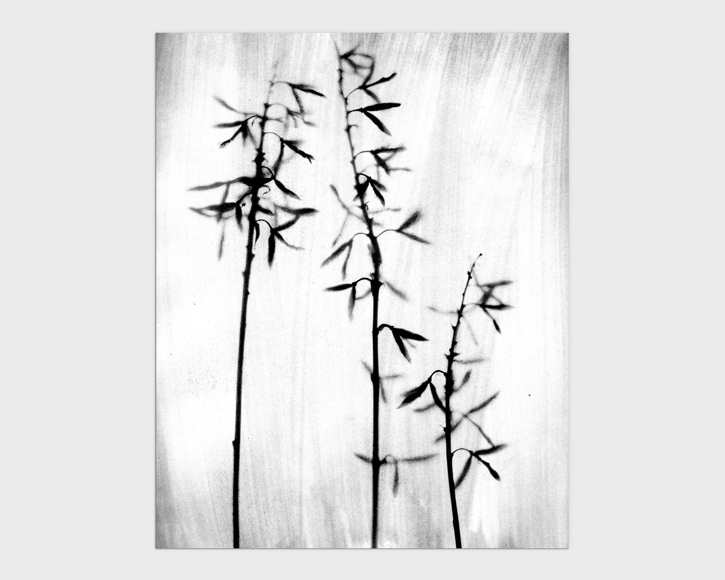 Black and White Bamboo Print