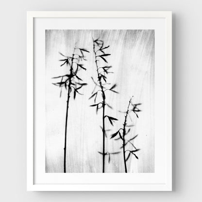 Black and White Bamboo