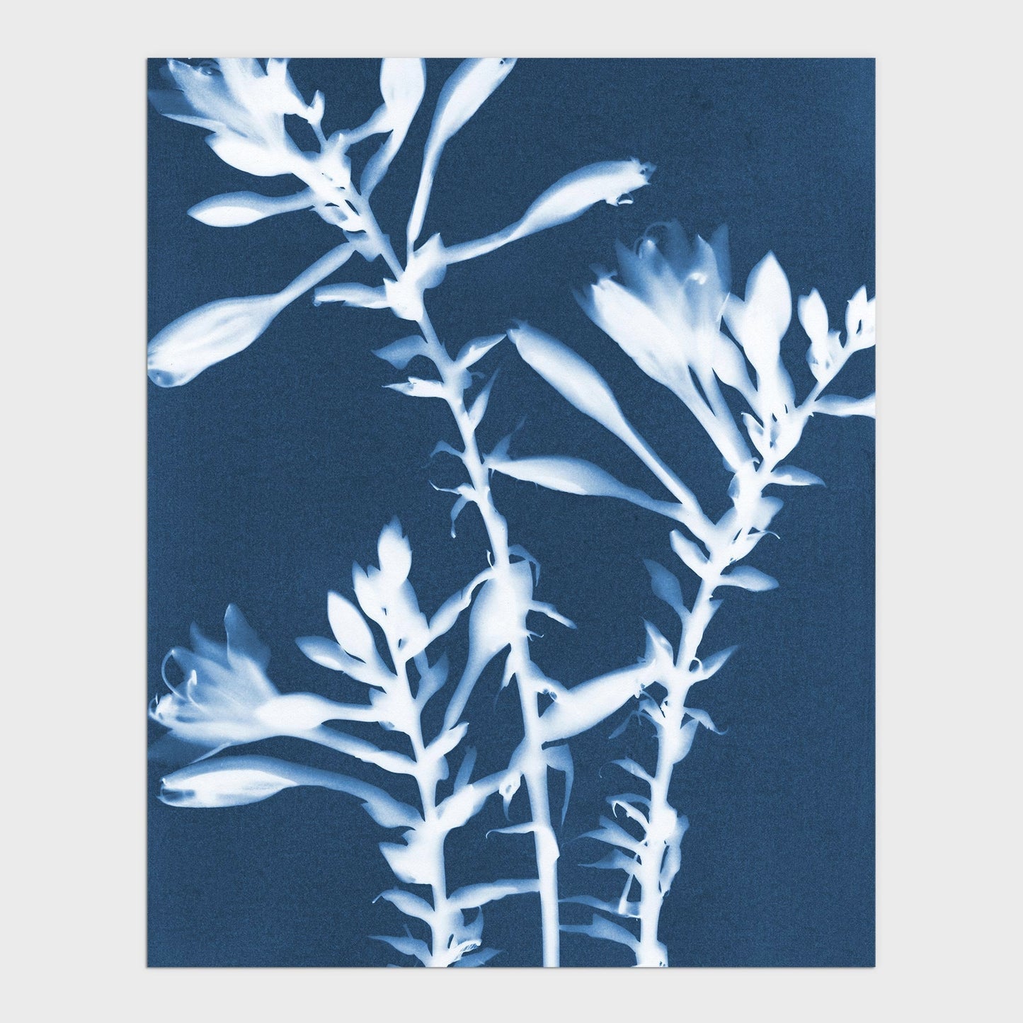 Cyanotype botanical print featuring delicate white hosta flowers and stems set against a rich blue background.