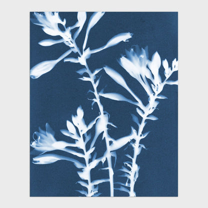 Cyanotype botanical print featuring delicate white hosta flowers and stems set against a rich blue background.