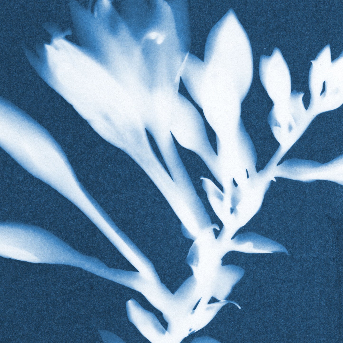 Hosta Cyanotype Print