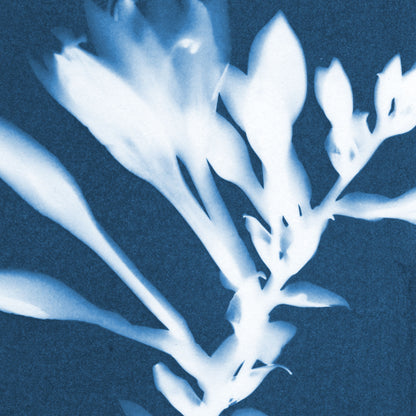 Hosta Cyanotype Print