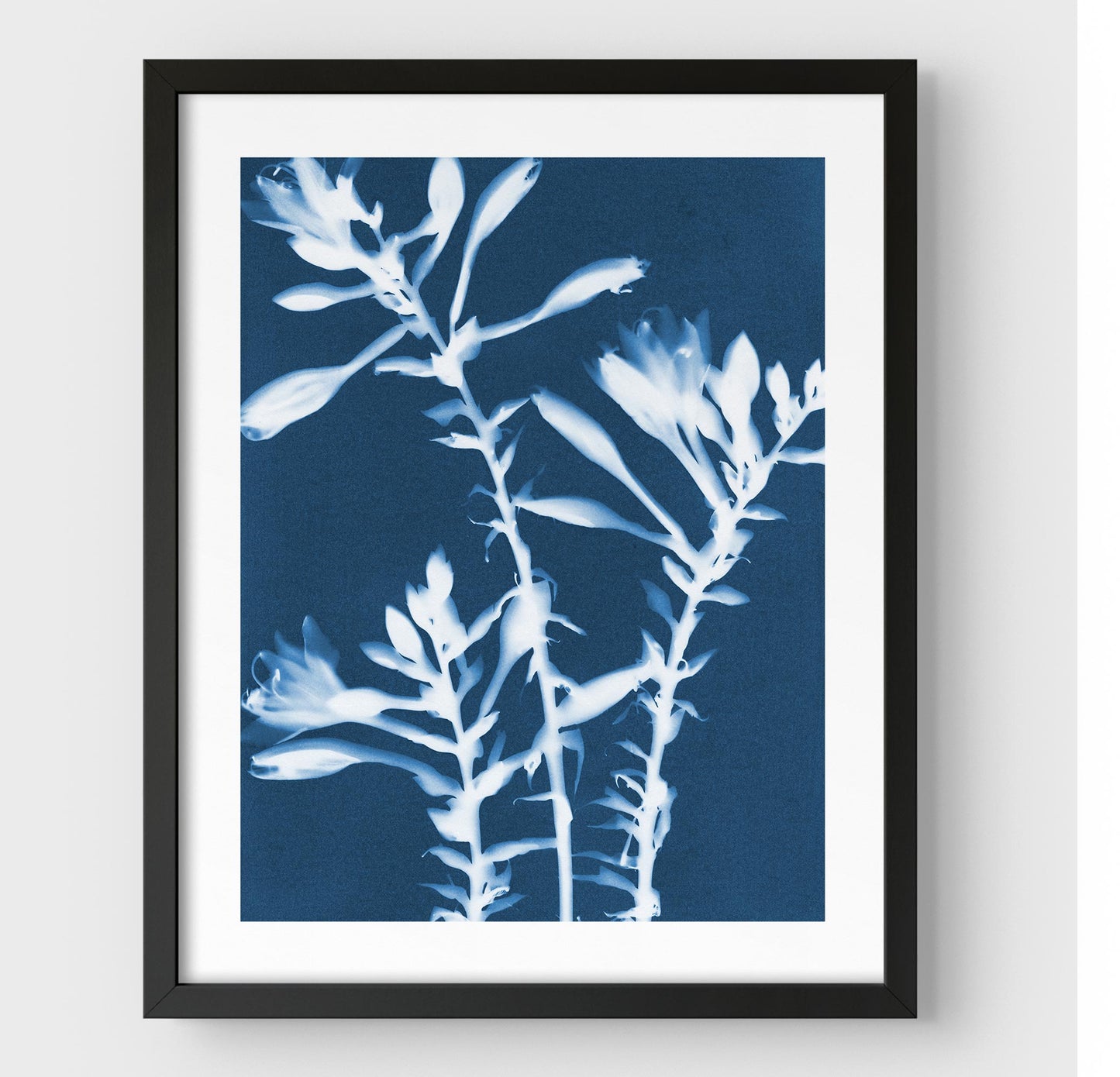 Framed cyanotype print of white hosta flowers on a deep blue background, encased in a sleek black frame against a white wall.