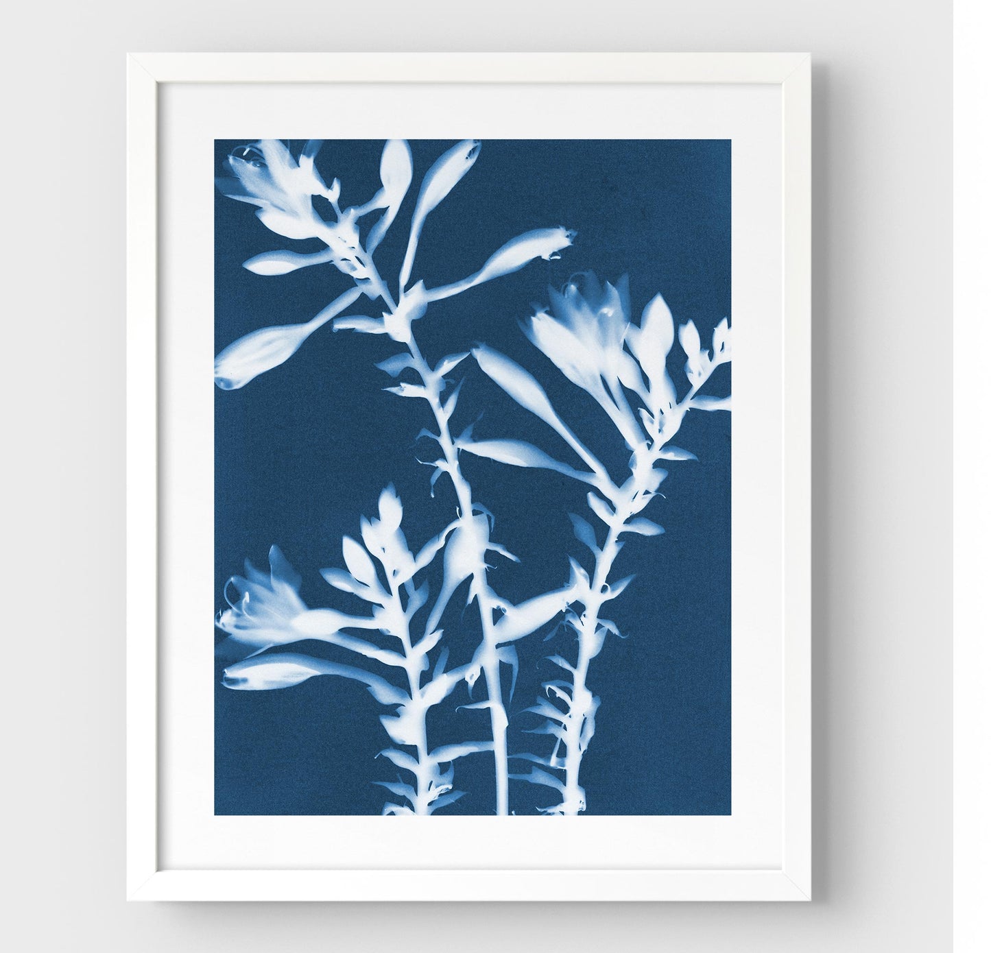 Framed cyanotype print of white hosta flowers on a deep blue background, encased in a sleek white frame against a white wall.