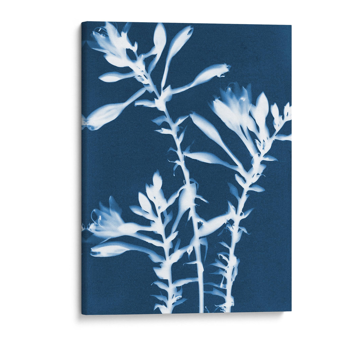 Canvas print of a cyanotype featuring white hosta flowers on a deep blue background, stretched over a wooden frame with clean edges.