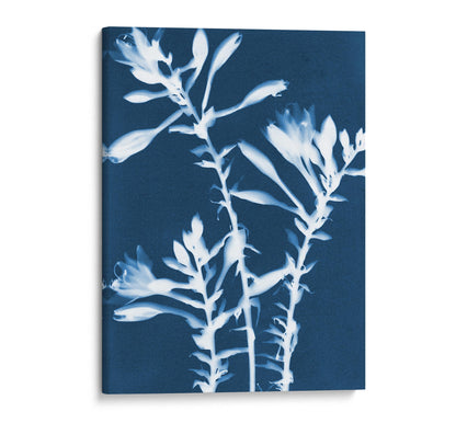 Canvas print of a cyanotype featuring white hosta flowers on a deep blue background, stretched over a wooden frame with clean edges.