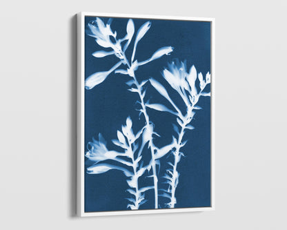 Framed print of a cyanotype featuring white hosta flowers against a deep blue background, enclosed in a sleek white frame with a modern profile.