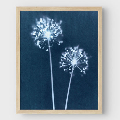 Indigo Dandelion Print