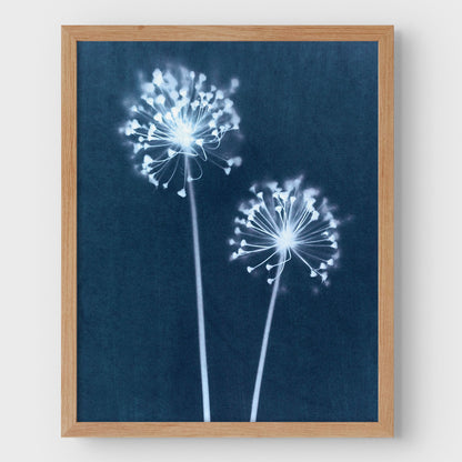 Indigo Dandelion Print