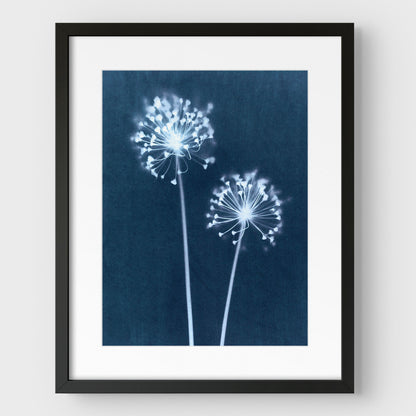 Indigo Dandelion Print