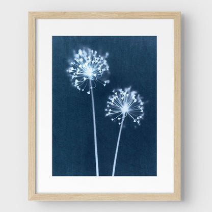 Indigo Dandelion Print