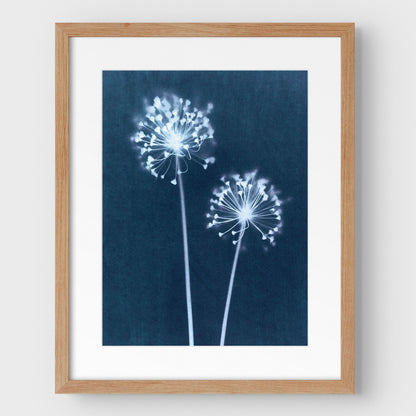 Indigo Dandelion Print