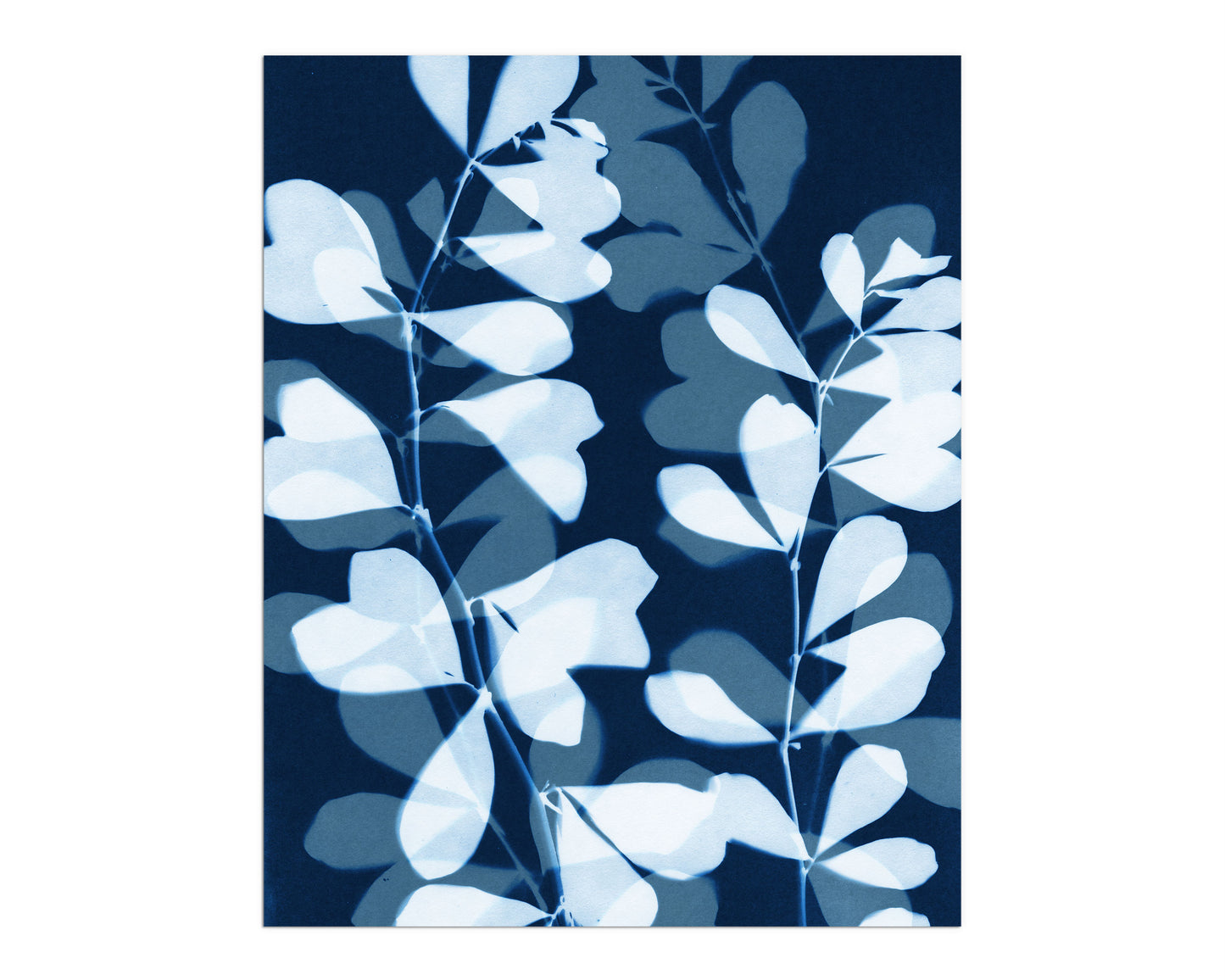 Cyanotype-style botanical artwork featuring layered silhouettes of delicate leaves in pale blue and soft indigo, creating a dreamy, overlapping pattern against a deep navy background.