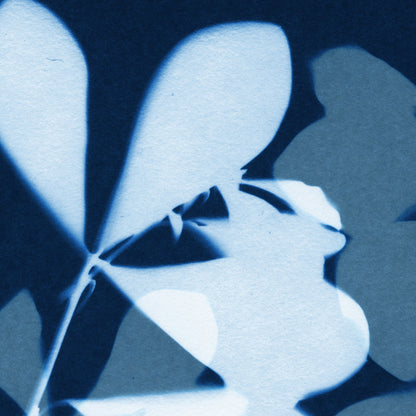 Close-up of a cyanotype-style botanical print showing overlapping silhouettes of oval leaves in pale blue and deep indigo tones, with crisp edges and subtle paper texture visible.