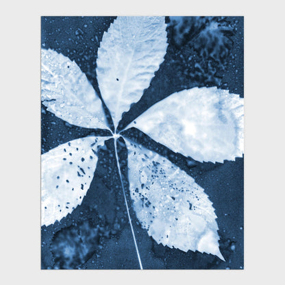 Cyanotype print of a five-lobed leaf with intricate textures and water droplets, set against a deep blue background.