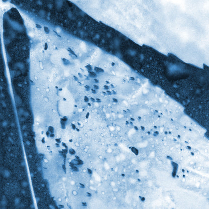Close-up of a cyanotype print capturing intricate details of a leaf with water droplets, showcasing organic textures and tonal contrasts in blue and white.