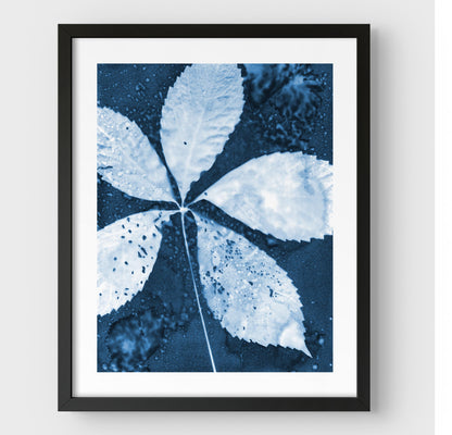Black framed cyanotype print featuring a detailed five-leaf botanical composition in deep blue and white, highlighting organic textures and natural patterns.