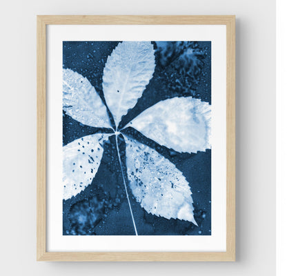 Natural wood framed cyanotype print featuring a detailed five-leaf botanical composition in deep blue and white, highlighting organic textures and natural patterns.