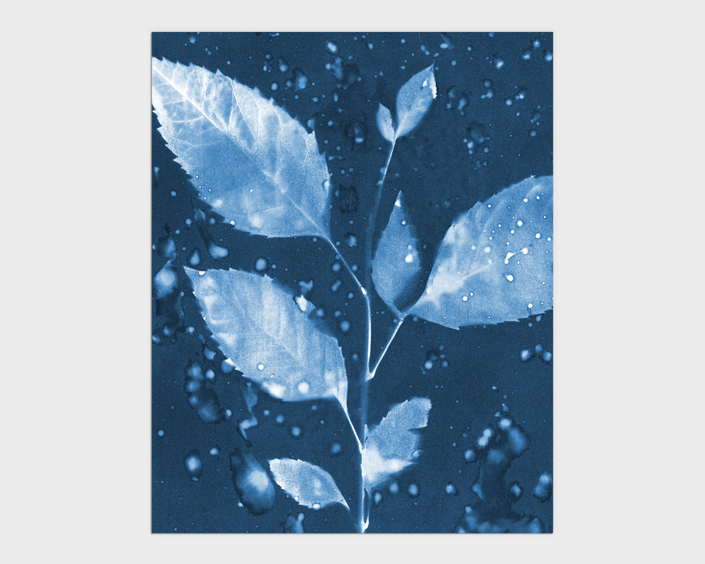 Cyanotype print of a leafy branch with multiple leaves, set against a deep blue background with water droplet textures.