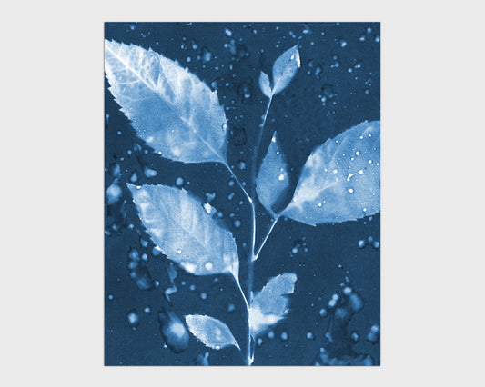 Cyanotype print of a leafy branch with multiple leaves, set against a deep blue background with water droplet textures.