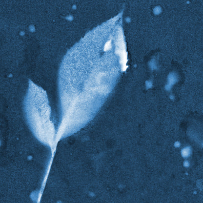 Close-up cyanotype print of a small leaf with delicate edges, surrounded by organic water droplet patterns on a deep blue background.