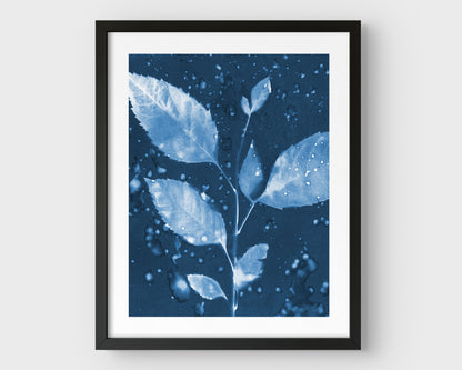 Framed cyanotype print featuring a botanical composition of a leafy branch with water droplets, set against a deep blue background with a black frame.