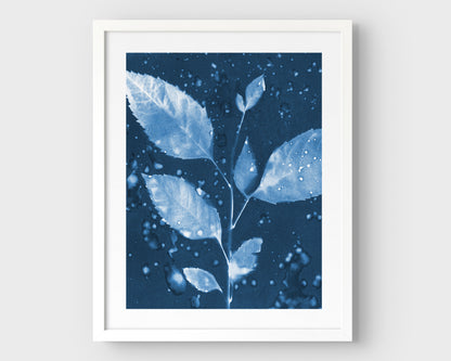 Framed cyanotype print featuring a botanical composition of a leafy branch with water droplets, set against a deep blue background with a white frame.