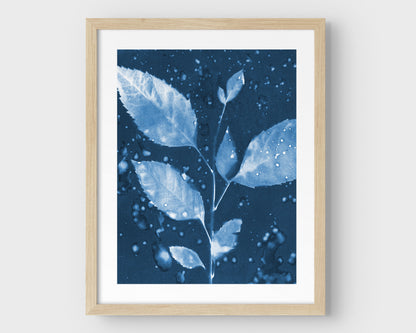 Framed cyanotype print featuring a botanical composition of a leafy branch with water droplets, set against a deep blue background with a natural wood frame.