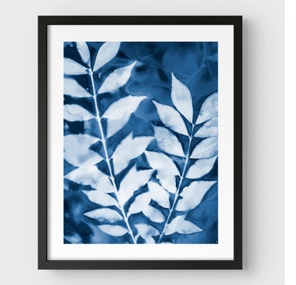 Framed cyanotype print featuring two leafy branches in deep blue and white, encased in a black frame with a white border.