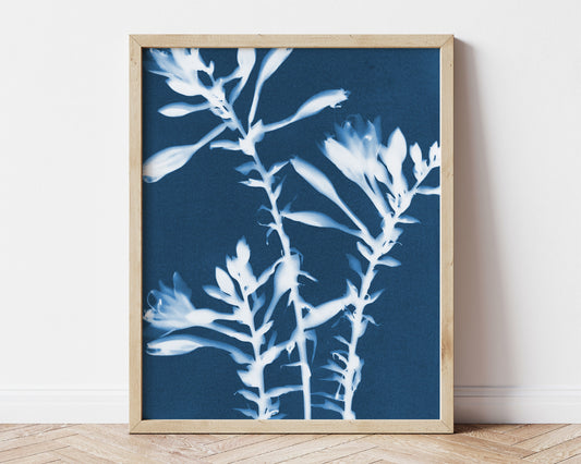 Hosta Cyanotype Print