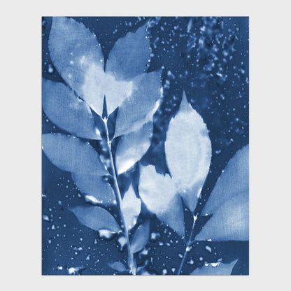 Cyanotype print of delicate leaves in deep blue and white tones, with a textured background featuring organic water droplet patterns.