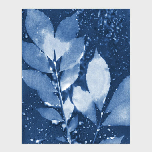 Cyanotype print of delicate leaves in deep blue and white tones, with a textured background featuring organic water droplet patterns.