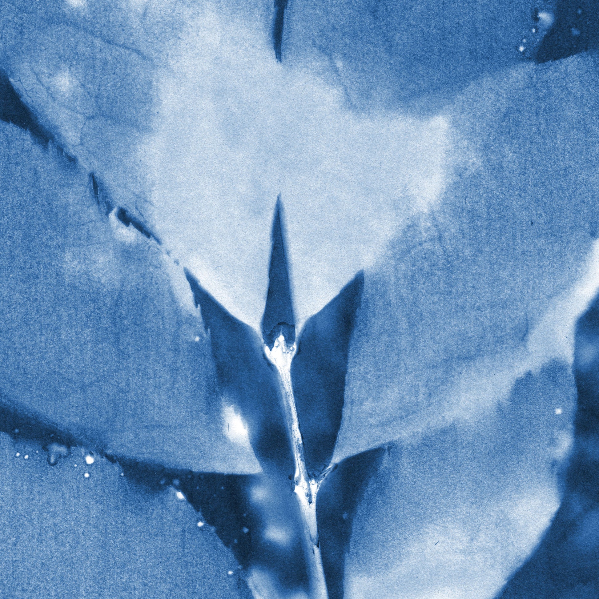 Close-up of a cyanotype botanical print highlighting a leaf's central vein and stem intersection, with soft blue gradients and delicate water droplet textures.