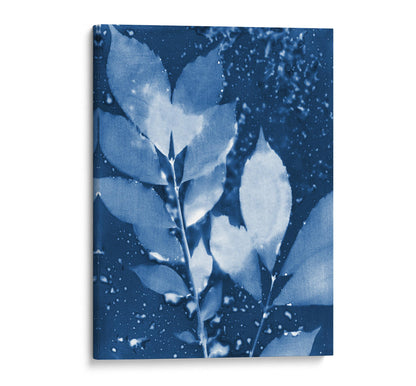 Canvas print of a cyanotype botanical artwork featuring detailed leaves in deep blue and white, with a textured background and organic water droplets.