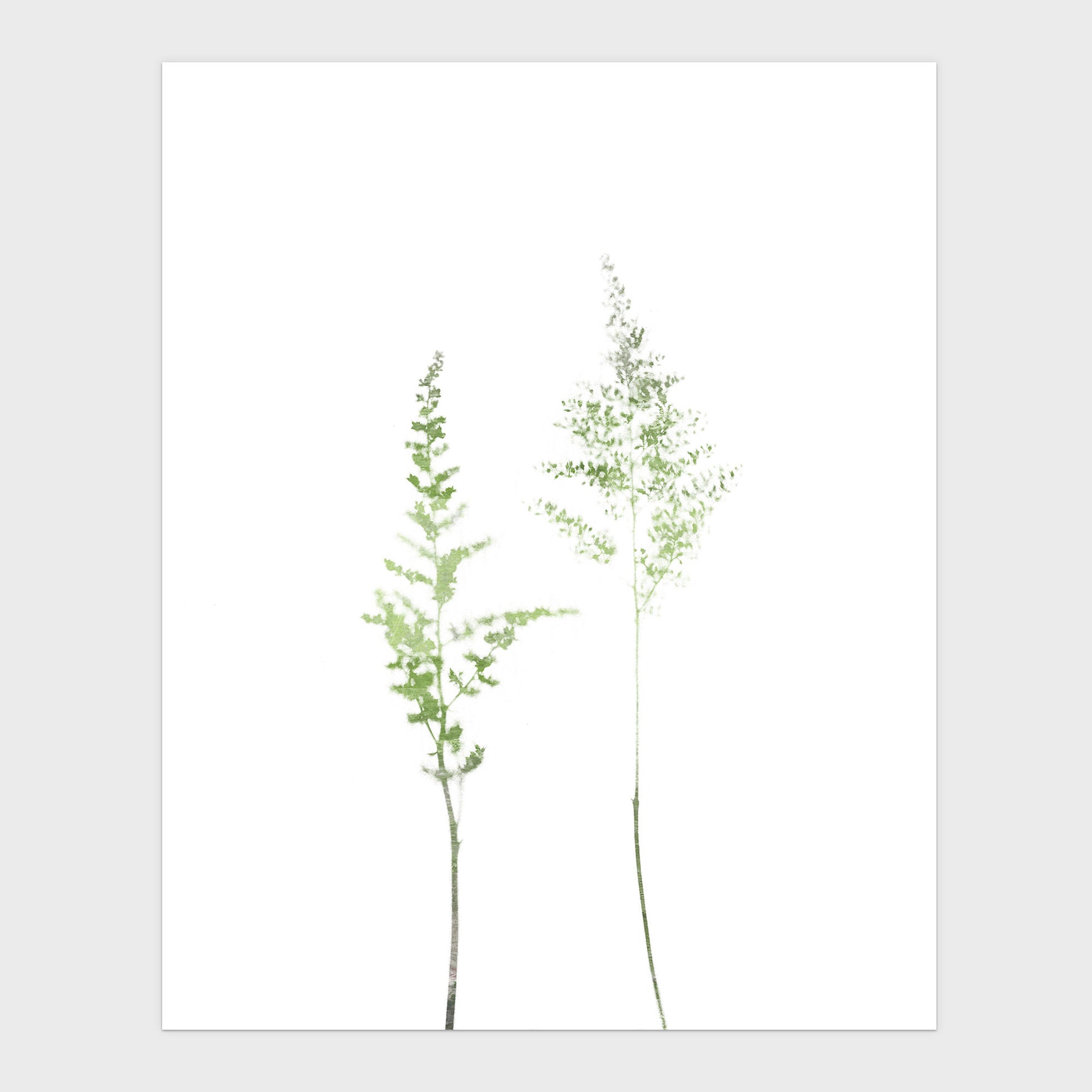 Olive Green Minimalist Wildflower Botanical Illustration Print