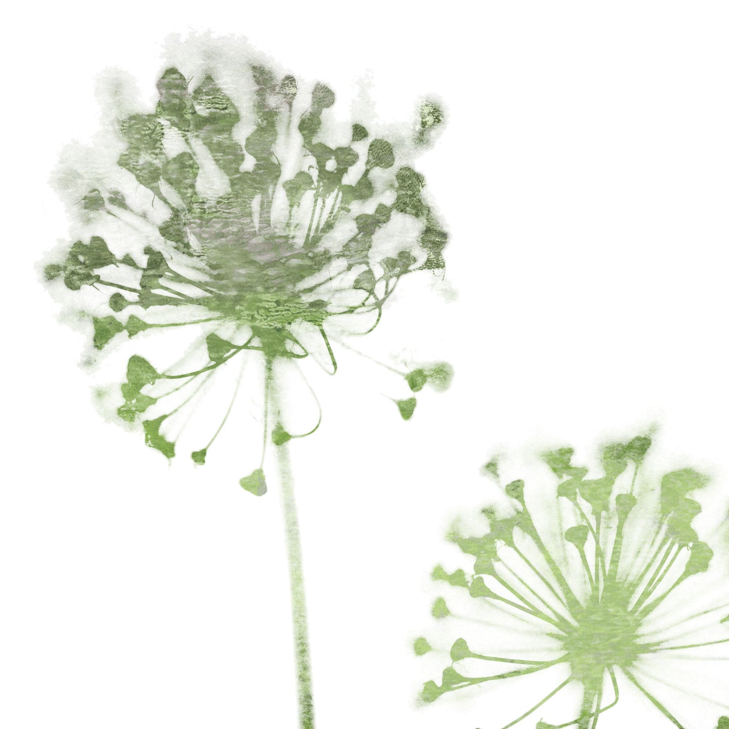 Olive Green Minimalist Dandelion Print